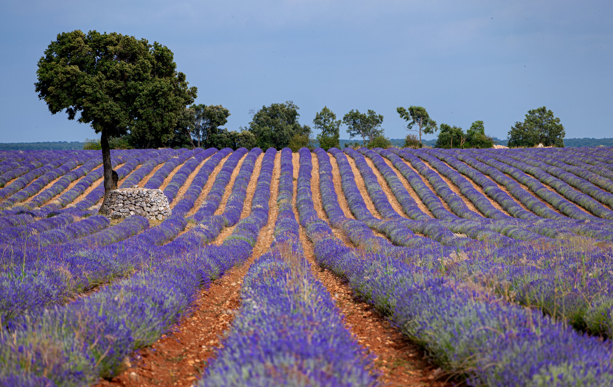 lavender